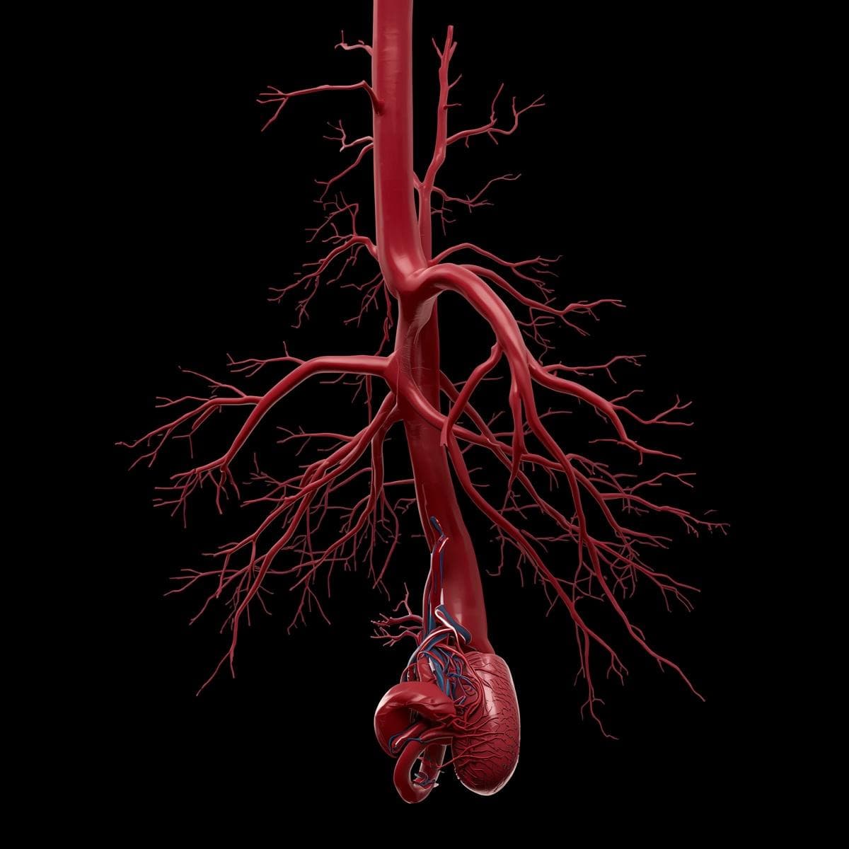 Cardiovascular · aorta 1