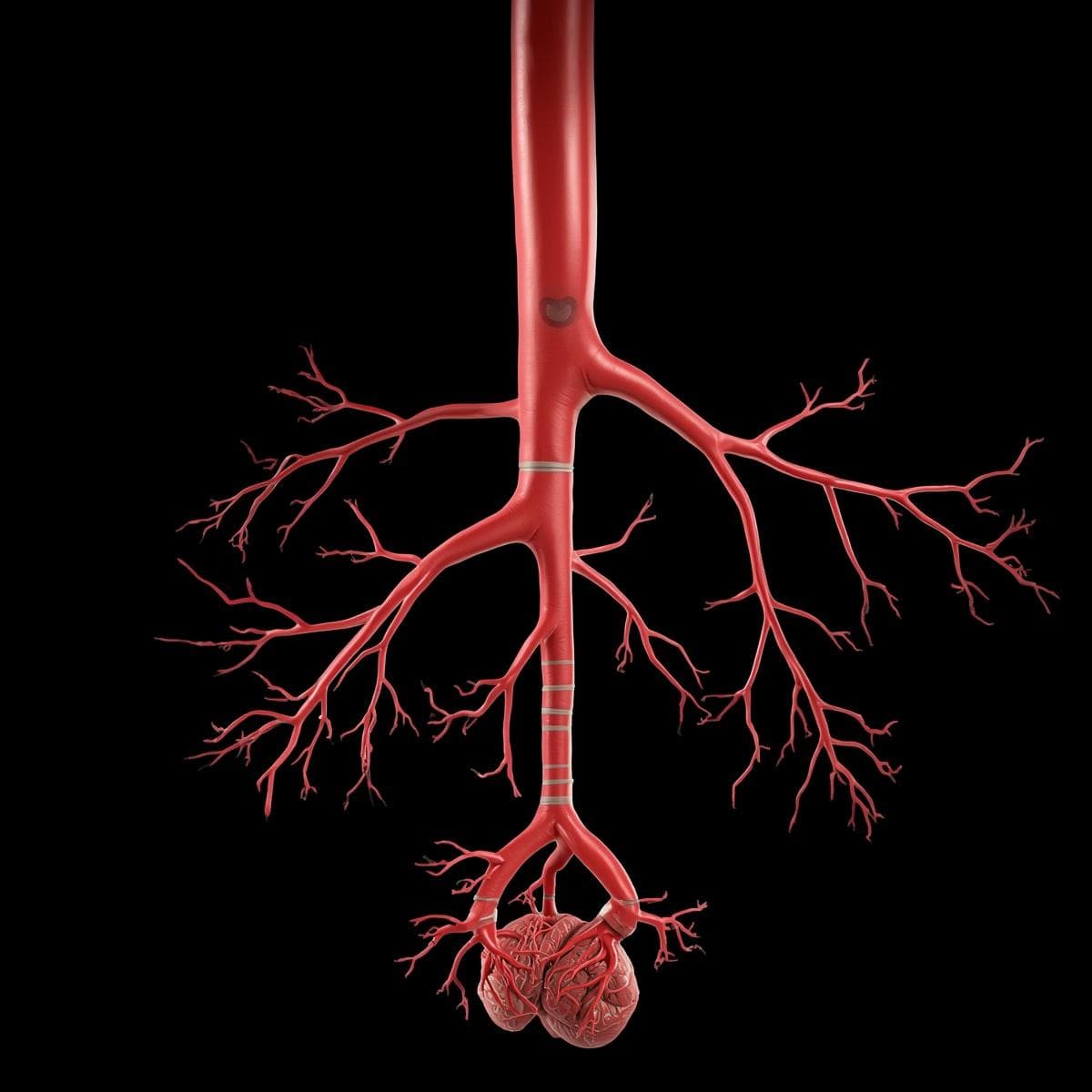Cardiovascular · aorta 3