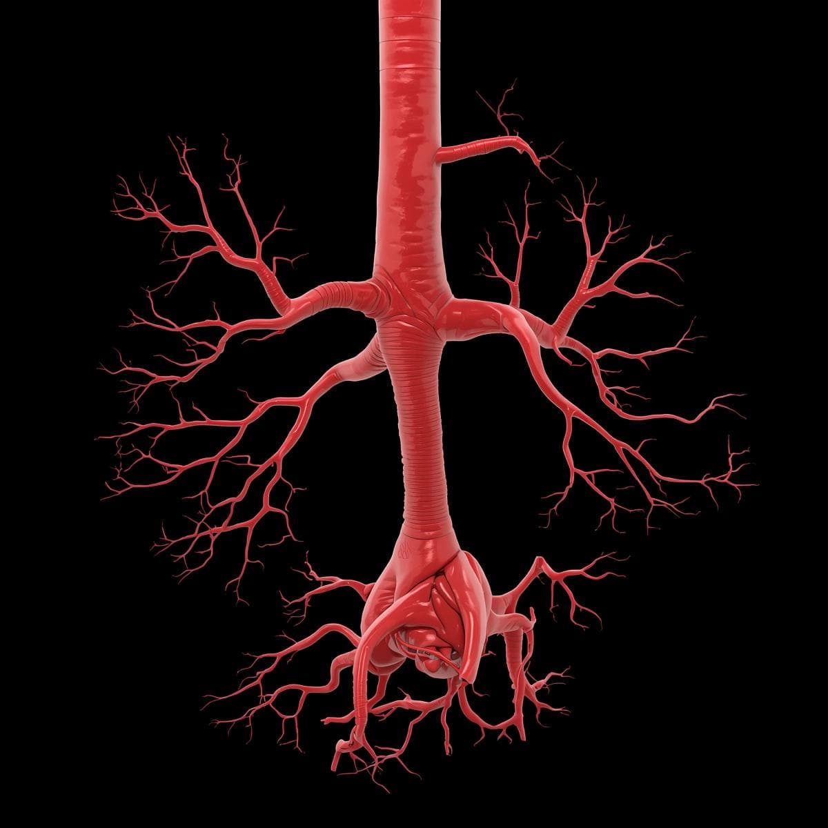 Cardiovascular · aorta 4