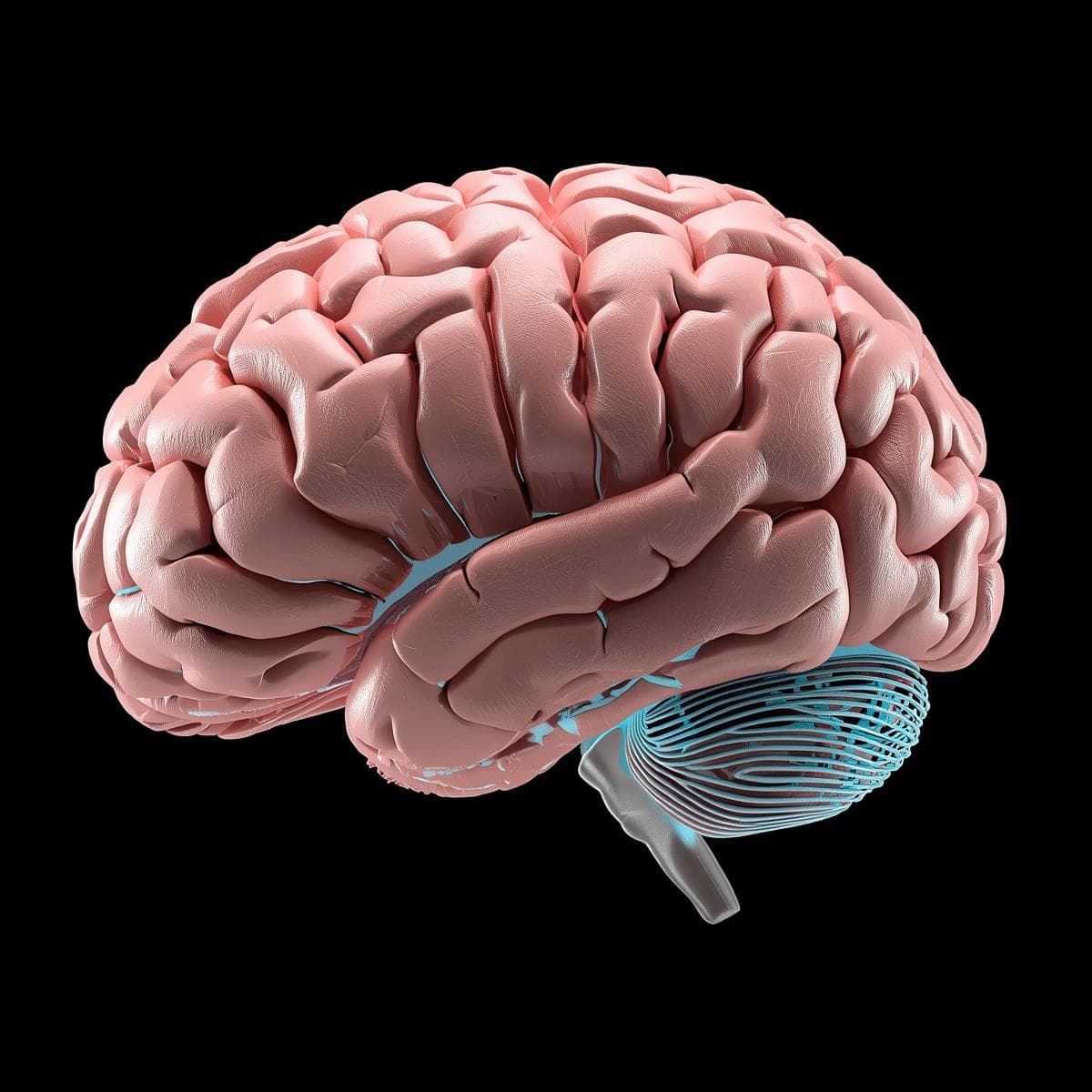 Neuro · cerebro lateral 03