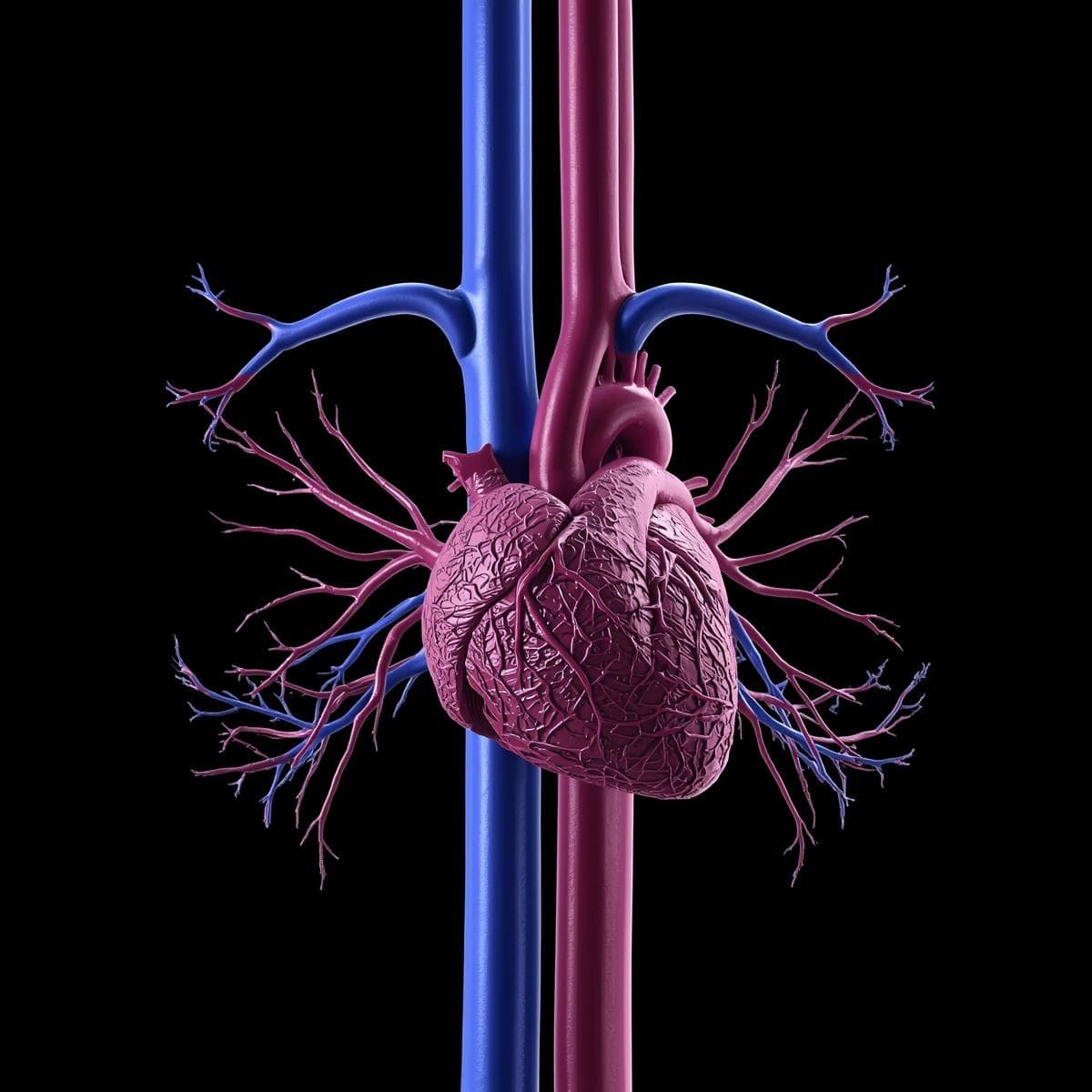 Vascular · venas cavas 02