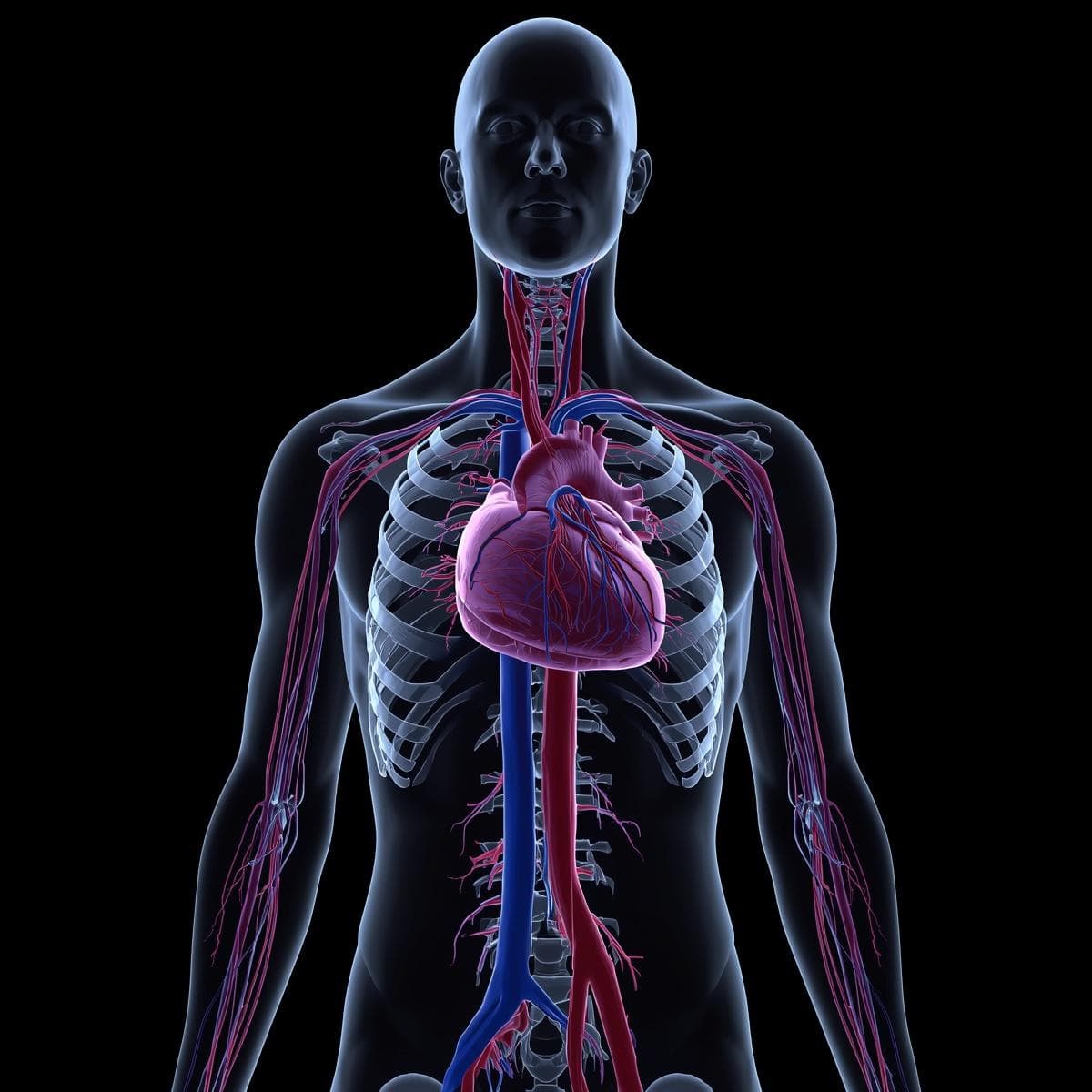 Vascular · venas cavas 03