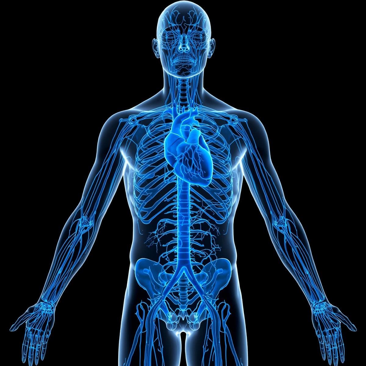 Vascular · venoso 1