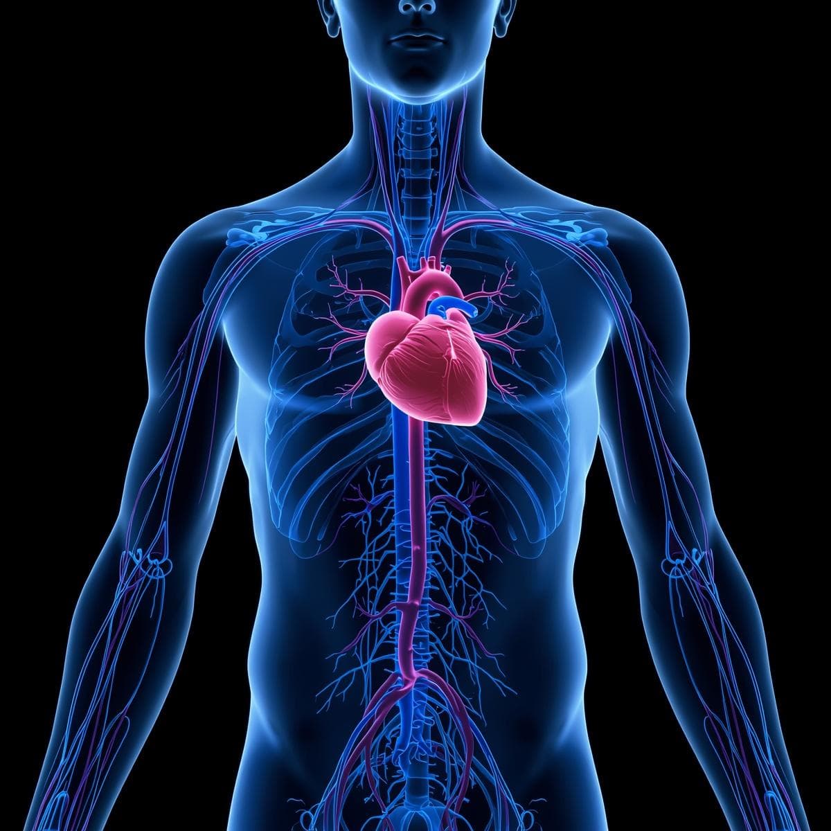 Vascular · venoso 2