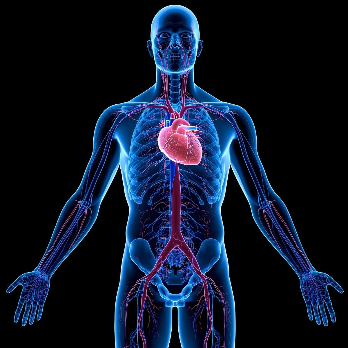 Vascular · venoso 4
