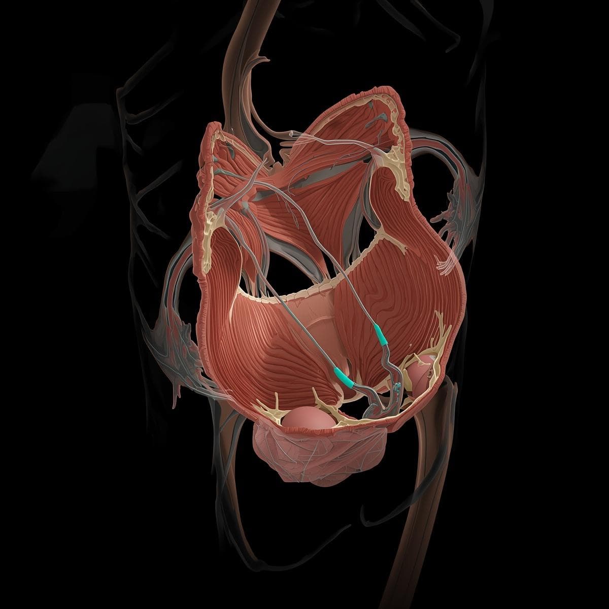 Pelvis · pelvis gine 01